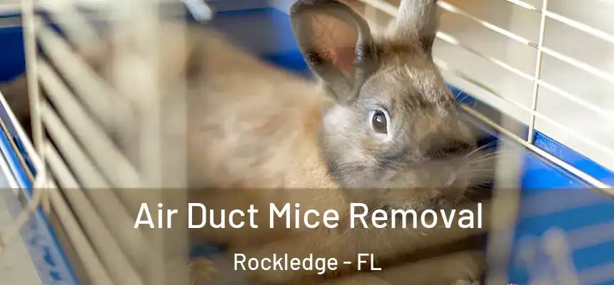 Air Duct Mice Removal Rockledge - FL